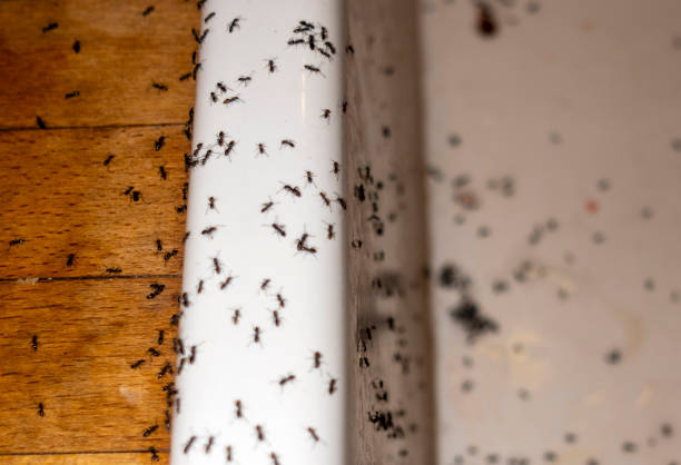 Best Residential Pest Control  in Santa Moni, CA
