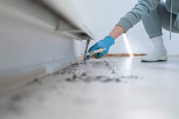 Trusted Santa Monica, CA Pest Control Experts